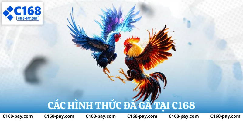 Các hình thức đá gà tại C168 như đá gà truyền thống và cựa sắt